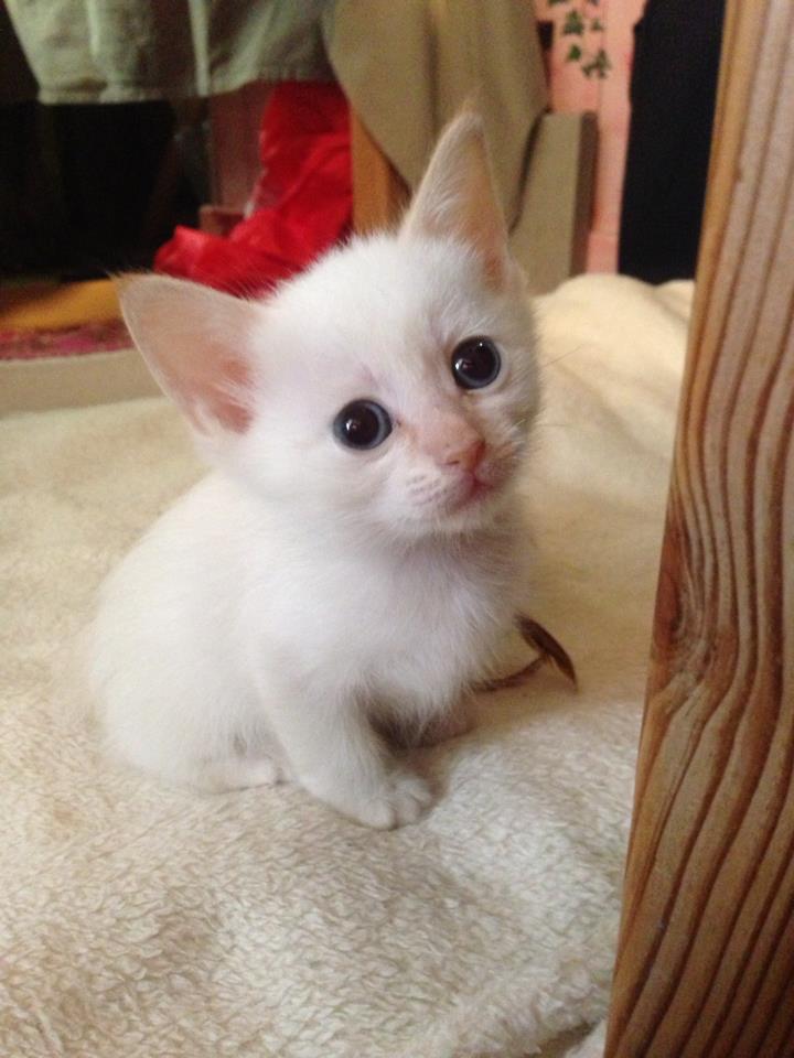 صور قطط صغيرة بيضاء 2014 صور قطط تربية المنازل