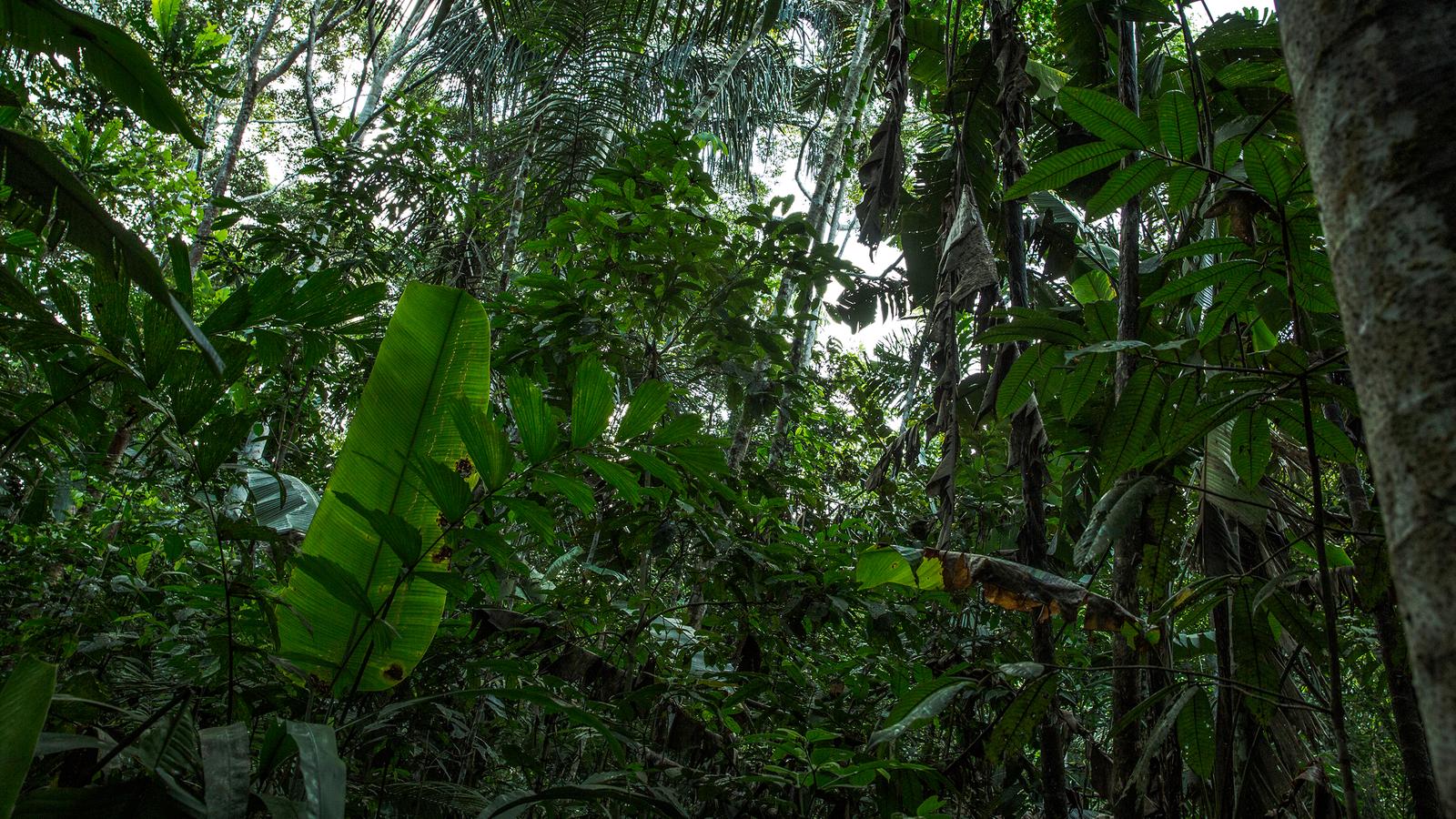 اسرار غابات الامازون