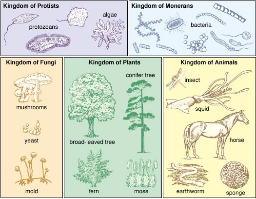 تصنيف الكائنات الحية