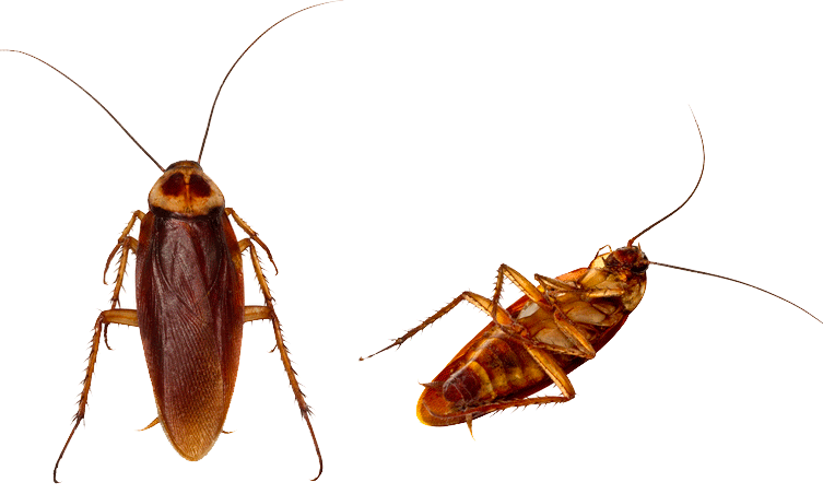  أنواع حشرات المنزل