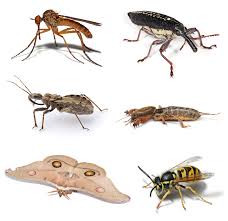 انواع الحشرات المختلفة