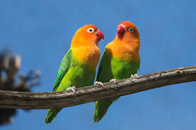 معلومات عن طيور الحب وأنواعها