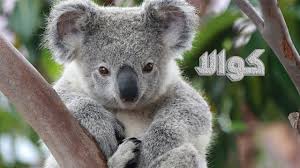 ما هو حيوان الكوالا؟