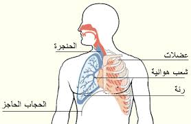 ما هي مكونات الجهاز التنفسي؟