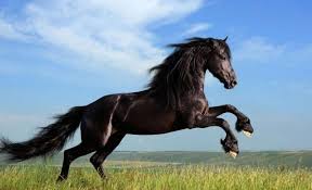 ماذا تعرف عن الخيول التي توجد حول العالم؟