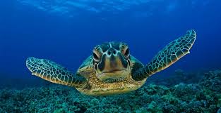ماذا تعرف عن السلاحف البحرية؟